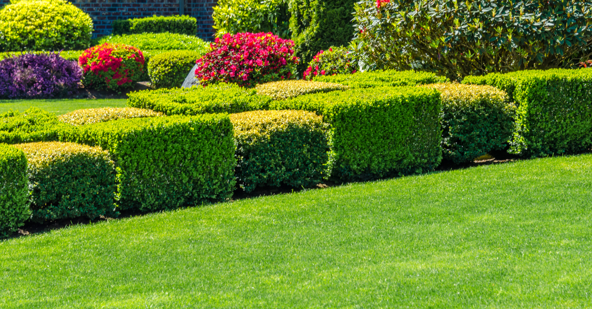 Hedge Trimming
